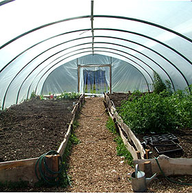 The inside of Ann's polytunnel