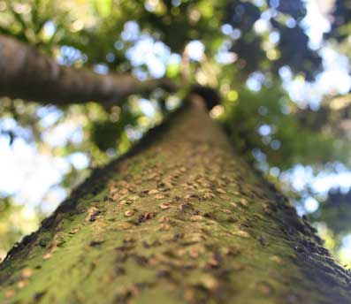 Ant trail heading up into the canopy in Ranomafana rainforest Madagascar.jpg