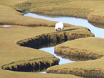 Sheep grazing on coastal flood plain