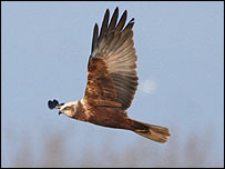 Marsh harrier in flight at Radipole - Allan Neilson
