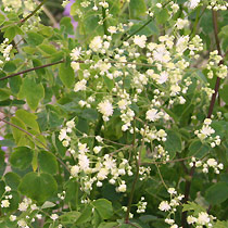 Thalictrum pubescens