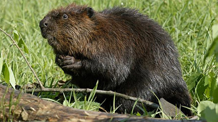 American beaver on a grassy shoreline -BBC Nature