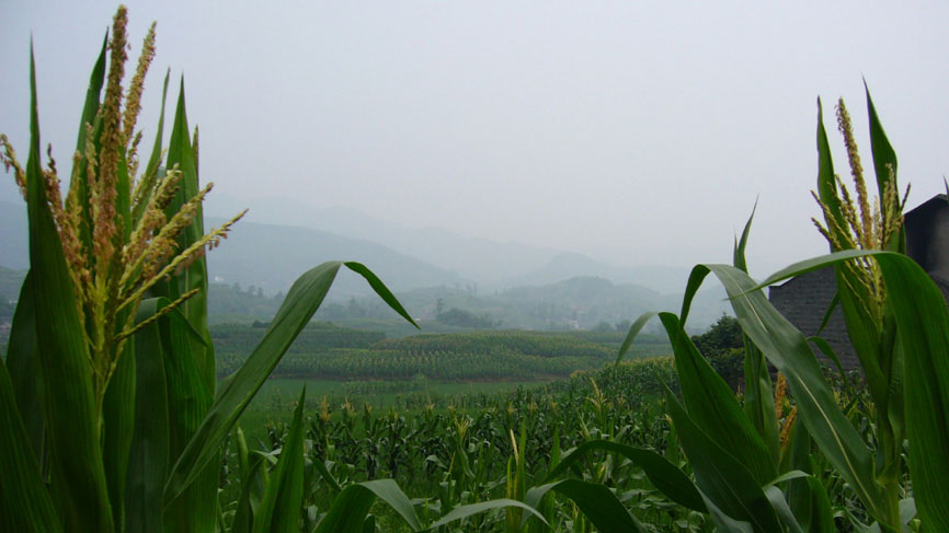 Crops and view of hills - Outskirts of Bei Bei.