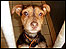 Puppy waiting for a home