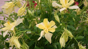 Aquilegia