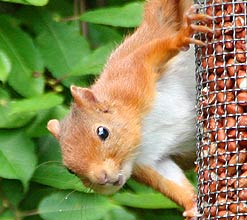 Red Squirrel. Copyright Paul Thallon