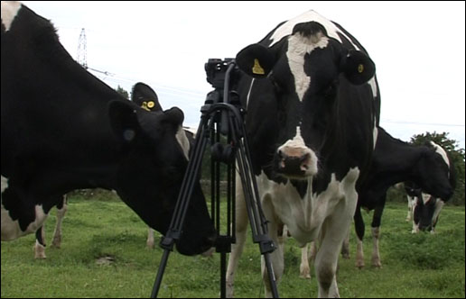cow_tripod_still.jpg
