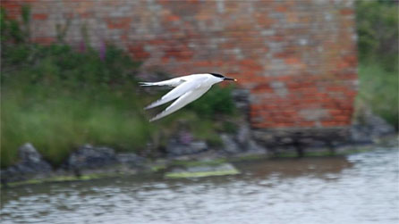 tern1.jpg