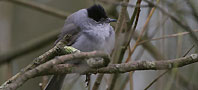 Blackcap, copyright owned by Blueskybirds.co.uk