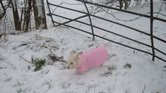 Dog In Pink x... Dog In Pink x...