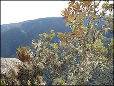 Bosque nublado, Perú