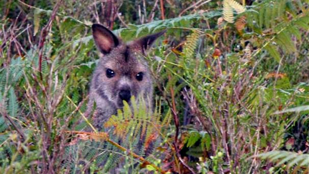 Together with his partner Annie, Alastair set up camp on Inchconnachan Island. It was here in the 1940s that Lady Arran Colquhoun introduced a mob of wallabies which thrived.