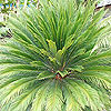 Cycas revoluta