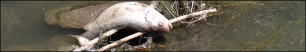 Dead fish