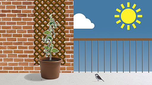 Beans in a large pot growing up the outside of a wall