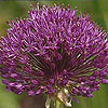 Allium hollandicum