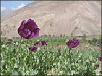 مزرعه خشخاش