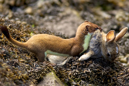 The stoat scarpers away with its prize. Image by Jeff Cohen.