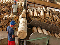 Kayu gelondongan menjadi bahan baku industri