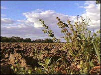 Pole s geneticky modifikovanými plodinami