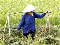 Một nữ nông dân gánh lúa vừa gặt