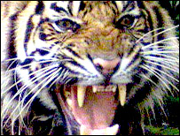 नरभक्षी बाघ