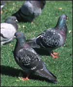 Pigeons