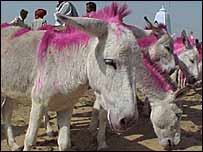 गधों का मेला