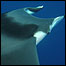 Arraia jamanta (Mobula mobular). Foto: Maurico Wurtz