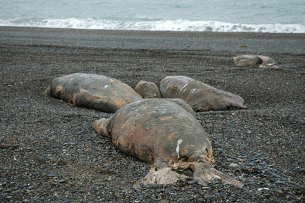 webdeadwalruses.jpg