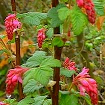 Ribes sanguineum 'King Edward VII'