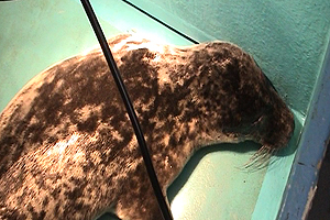 Claire is one of the Animal Care Team at the Seal Sanctuary in Gweek. She gets involved in every thing from beach rescues to caring for the seals and their eventual release back into the wild.