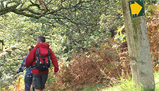 Track down through the oak forest