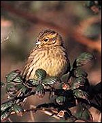 Cirl Bunting