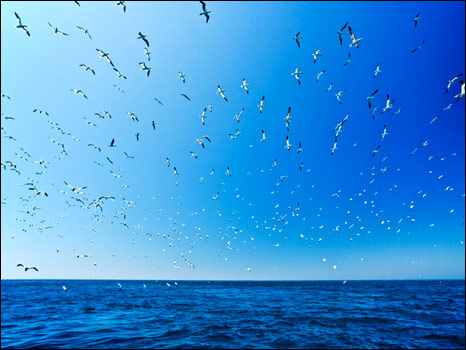 2009年Birdguides鸟类摄影比赛作品之一（摄影：Paul Hillion）