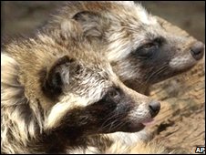 Chó có lông giống như chồn raccoon
