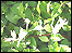 Lonicera Halliana Japonica