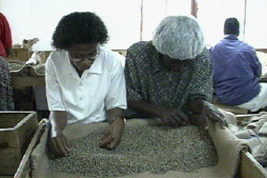 Maxine loves her job