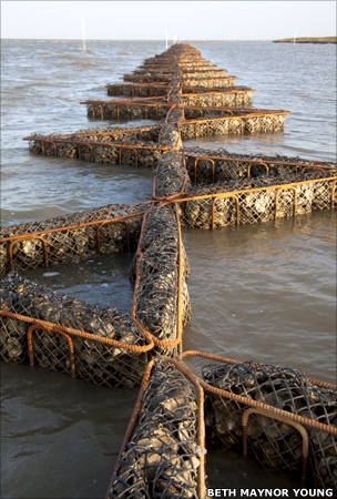 Oyster restoration