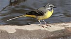 Grey wagtail. Photo: Steve B