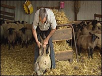 Marc Dubiquet and sheep