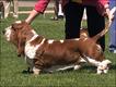 Basset Hound moderno (Foto: Documentário 'Pedigree Dogs Exposed' / Passionate Productions)