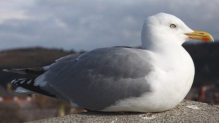 herring_gull_keithobrian.jpg