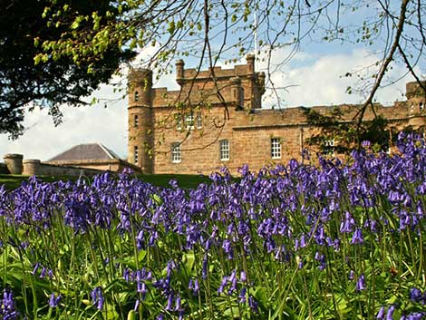 Bluebells in the grounds of Culzean castle. Photo courtesy of David McLaughlin