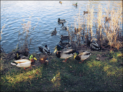 Ducks in Alveley Country Park (photo: N Jones)