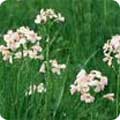 Cardamine pratensis