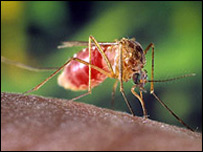 मच्छर को कौन सा रक्त ज़्यादा पसंद है?