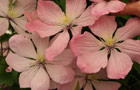 Show garden vote (image: 'Ai-Nor' clematis)