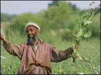 کشتزار خشخاش