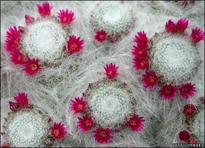 Mammillaria Hahniana kaktüsü
